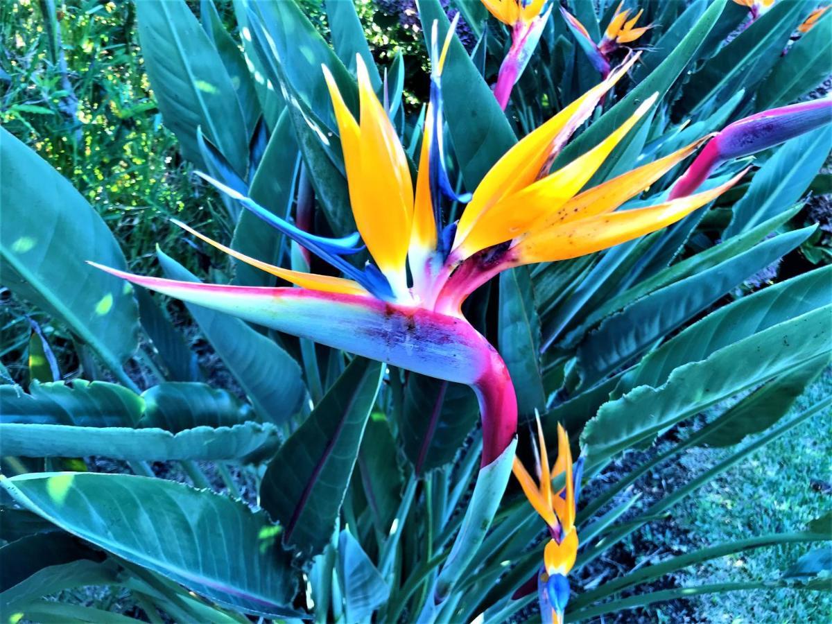 Surf Beach_Santa Barbara Secret Gardens Ribeira Grande Exteriör bild